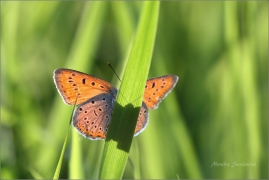 <p>OHNIVÁČEK ČERNOČÁRNÝ (Lycaena dispar) Šluknovsko - Jiříkov ---- /Large copper - Großer Feuerfalter/</p>